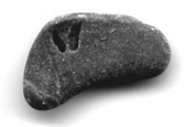 Pasol